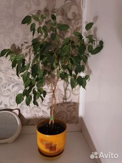 Бенджамина