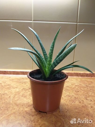 Комнатные цветы. Алоэ пестрое (тигровое)