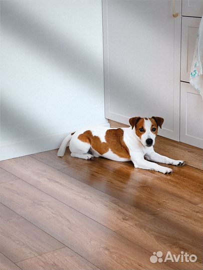 Джек Рассел терьер для вязки