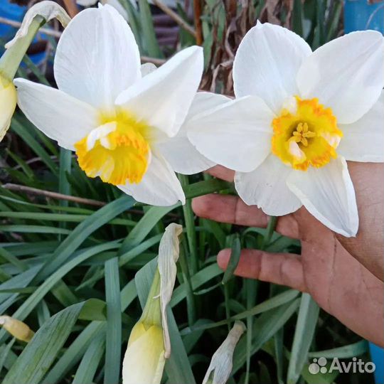 Луковицы сортового нарцисса