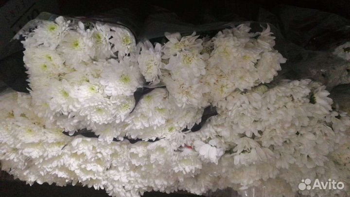 Хризантема кустовая