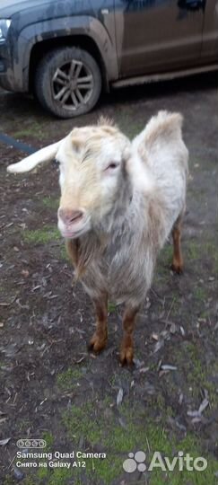Козел зааненский