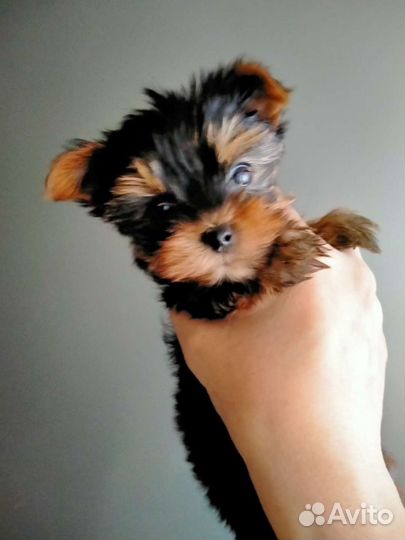 Йоркширский терьер щенки