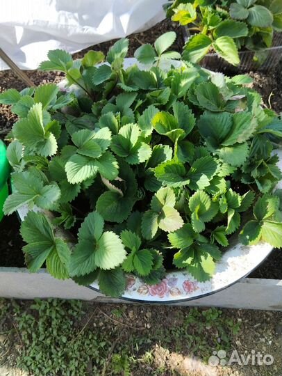 Клубника, усы