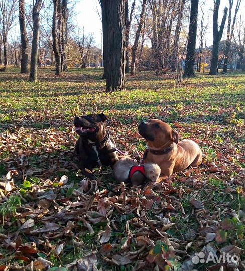 Дрессировка индивидуально