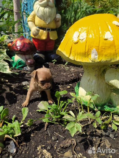 Той терьерС Р О Ч Н О Девочка микро