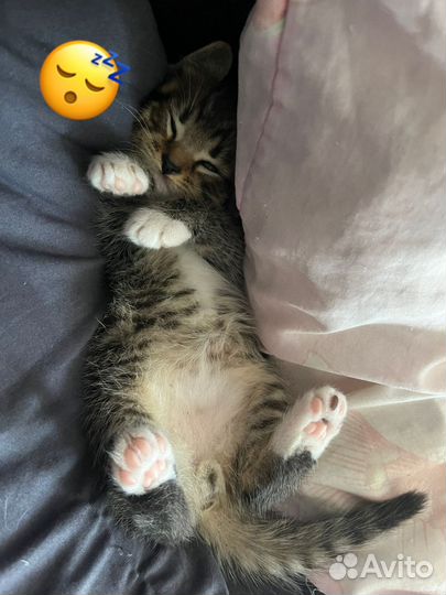 Котята в добрые руки,2 мальчика и 1 девочка