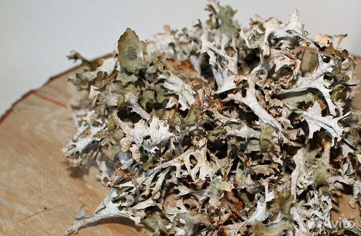 Цетрария - исландский мох