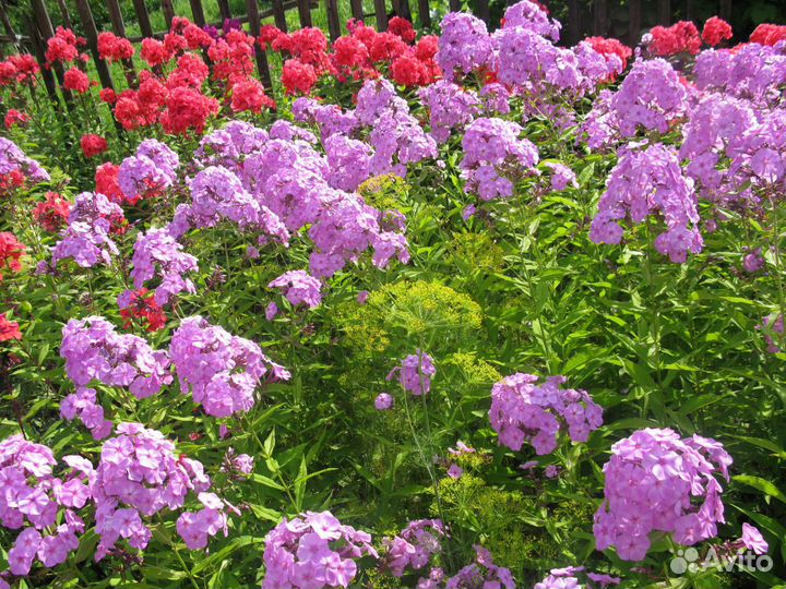 Флоксы: коралловые, сиреневые, малиновые, белые