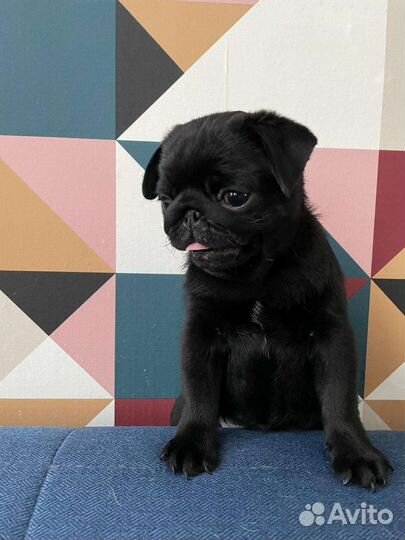 Щенок мопса