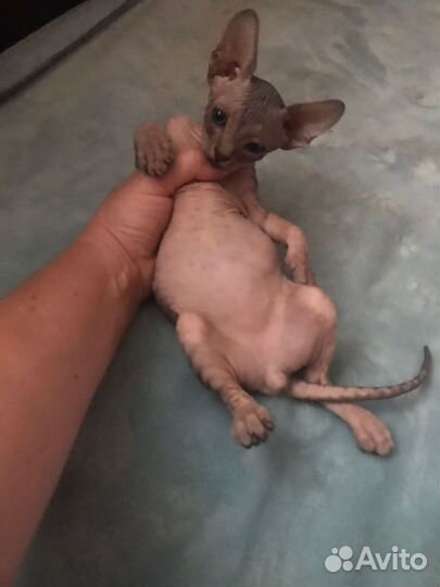Канадский сфинкс котенок