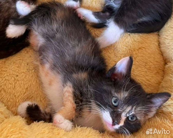 Карамелька (1,5 месяца) ищет семью