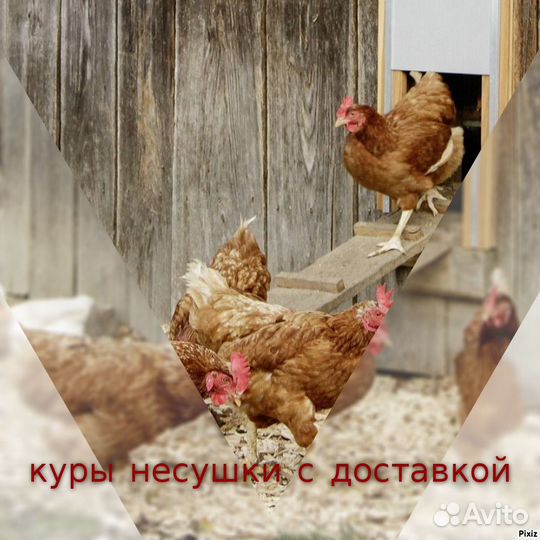 Куры несушки к порогу
