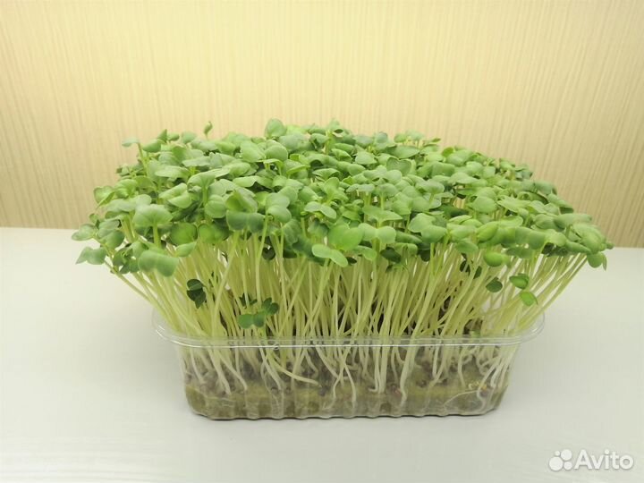 Микрозелень