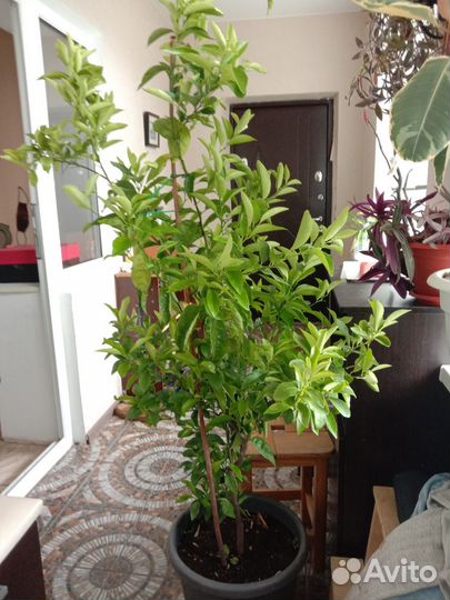 Апельсиновое дерево