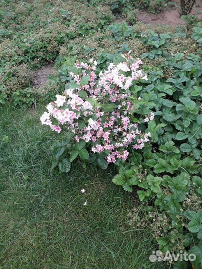 Декоративные кустарники