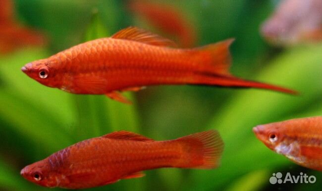 Аквариумные рыбки меченосцы