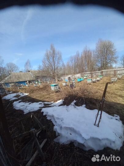 Пчелы с ульями