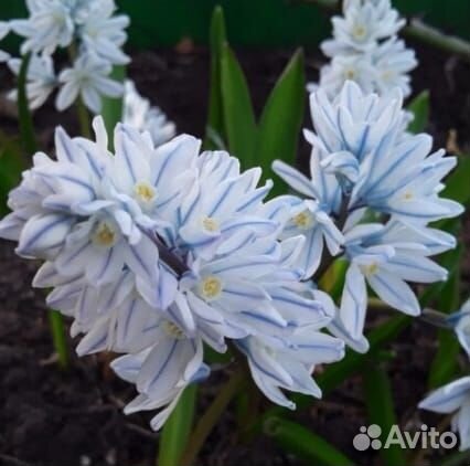 Многолетники для сада цветы