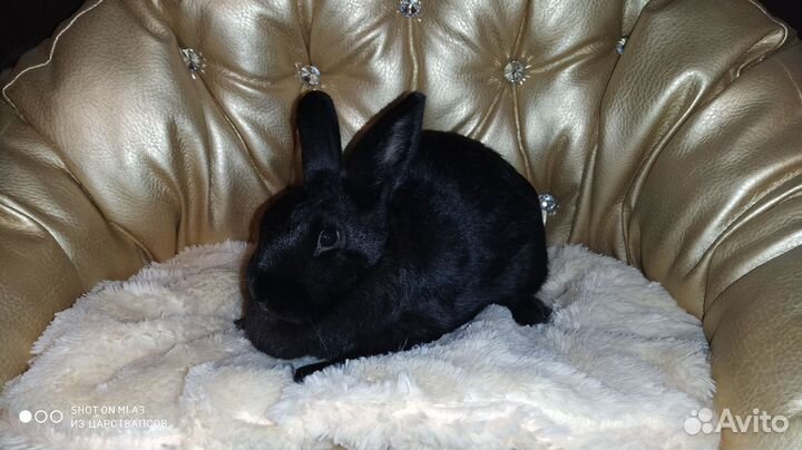 Карликовый кролик для дома