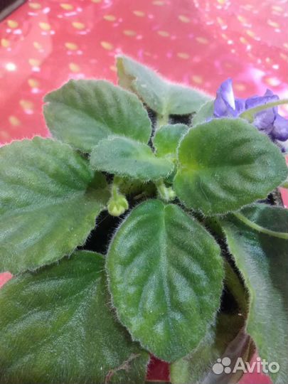 Фиалка цветущая горшке
