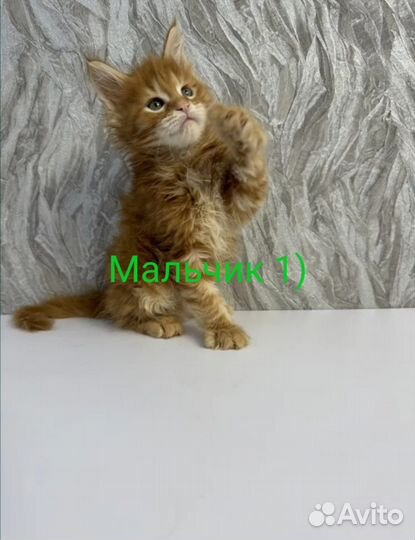 Котята мейн-кун полидакт