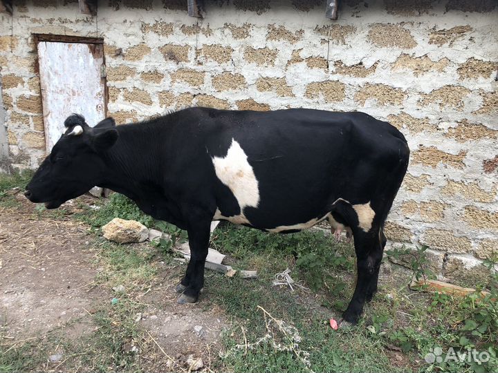 Коровы стельные