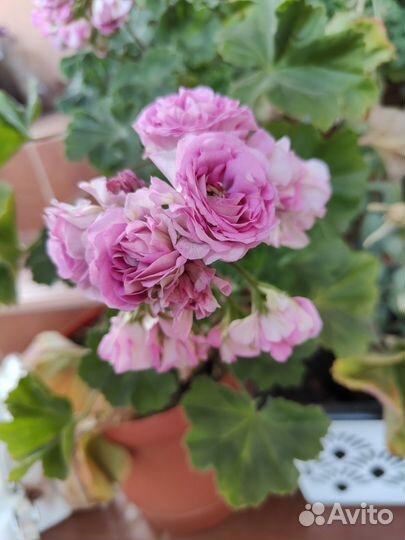 Пеларгония Мерлезон-2