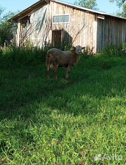 Катумский баран