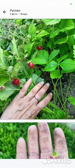 Рассада земклубники