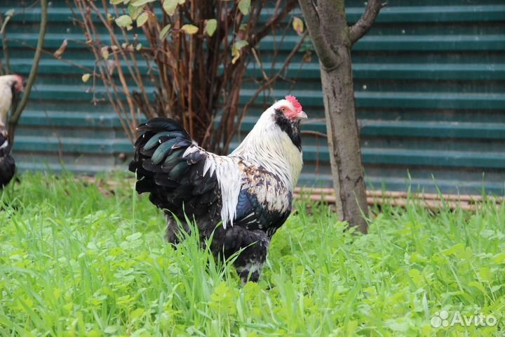 Петухи фавероль 6 месяцев