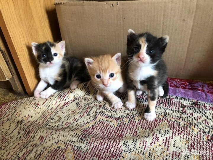 Котята в добрые руки