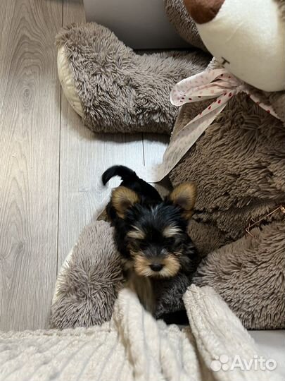 Йоркширский терьер