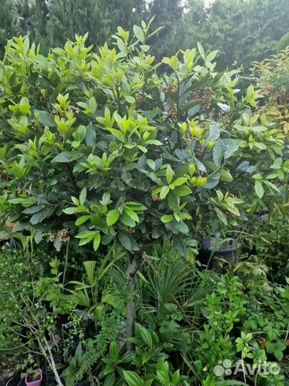 Лавр саженцы