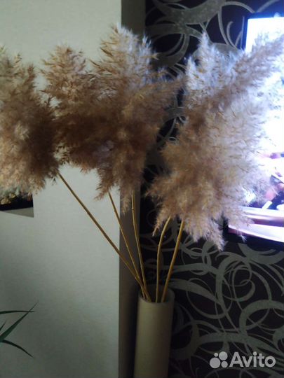 Сухоцвет для декора
