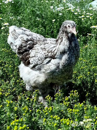 Брама и карликовые кохинхины семьи куры петухи