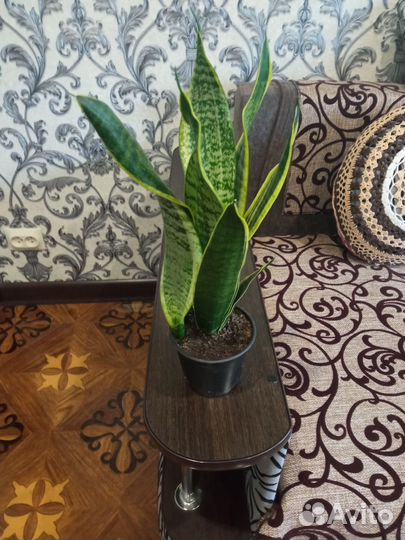 Сансевиерия