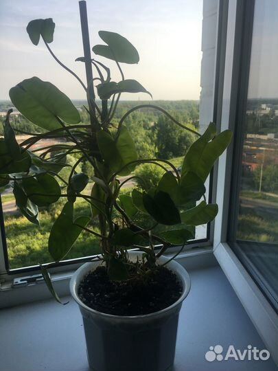 Филодендрон Бурле Маркс