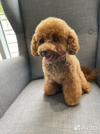 Мальтипу мини f2 для вязки Цена договорная