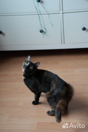 Кошка в добрые руки в дар