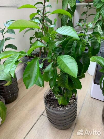 Комнатные растения