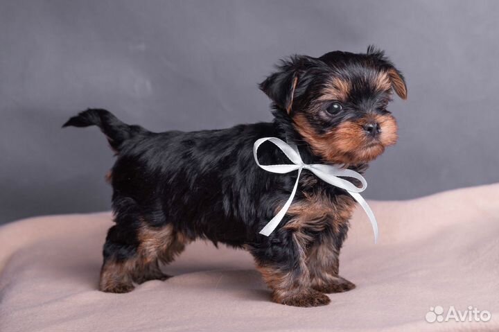 Йоркширский терьер щенки