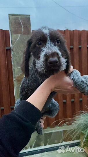 Щенки дратхаара