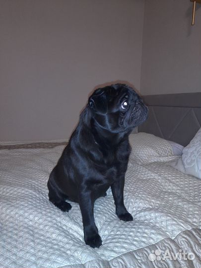 Ищем девочку для Мопса