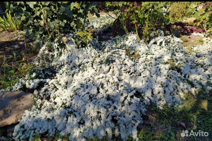 Вересковая астра