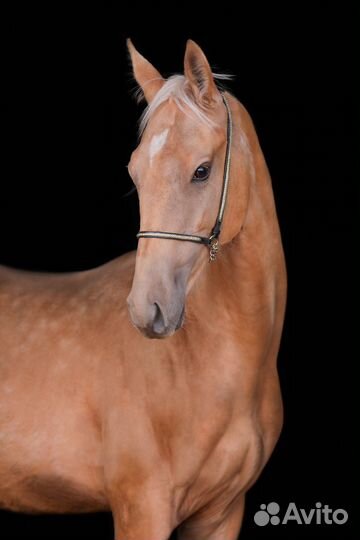 Продажа лошадей