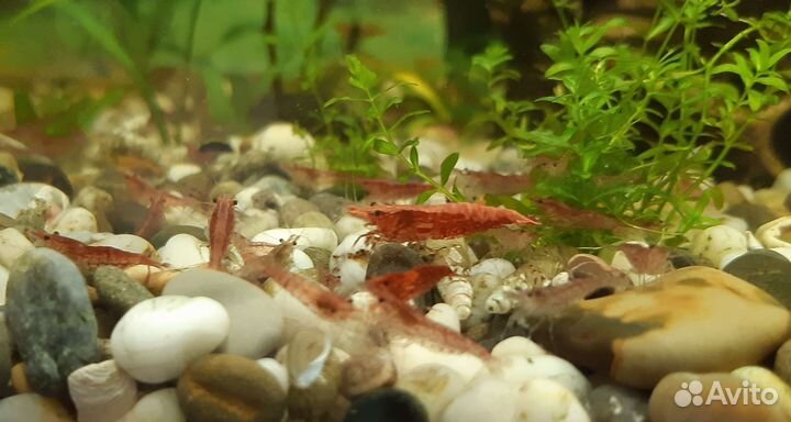 Аквариумные креветки, сомики анциструсы, меченосцы