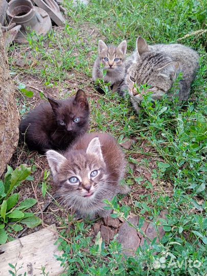 Котята в добрые руки бесплатно