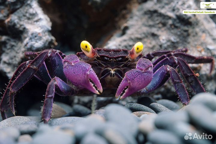 Аквариумный краб Вампир