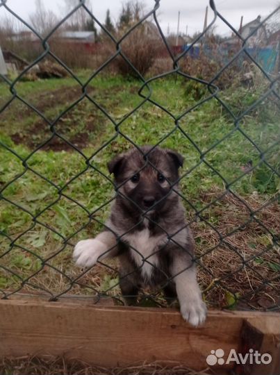 Щенки дворняжки в добрые руки